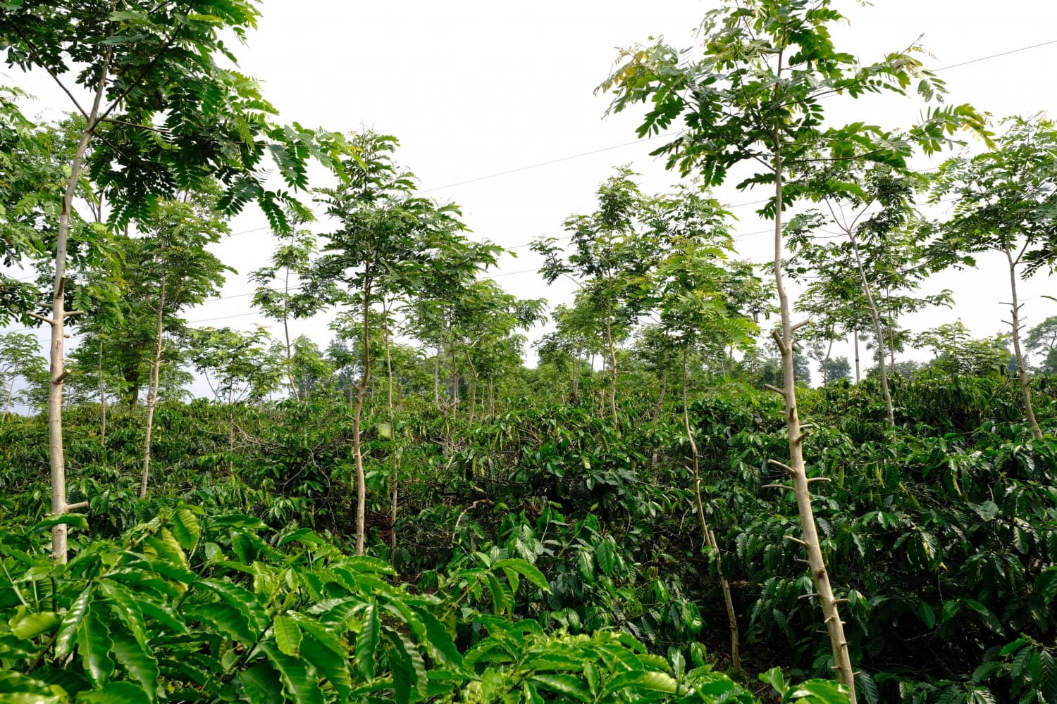 Vườn rừng Dalanka