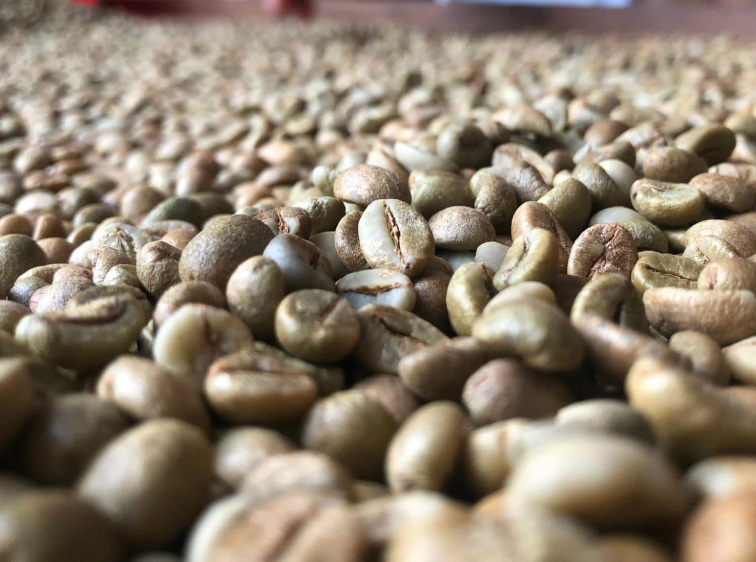 Cà phê Robusta đặc sản Dalanka