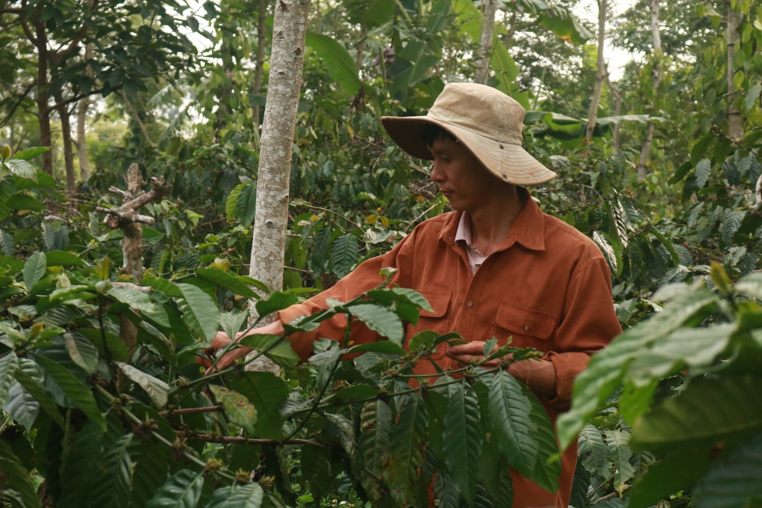 Vườn nhà Dũng 1